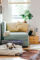 How to Eliminate the Pet Odor Smell Coming From Your Vacuum Cleaner