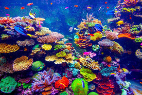 Setting Up Your Aquarium For the First Time