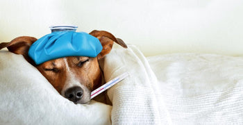 Do You Have The Flu? Or is it Just a Cold? And How Do You Treat It?