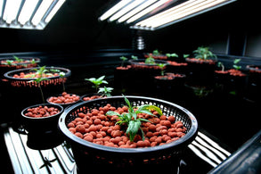 Grow Rooms: Setting One Up For the First Time