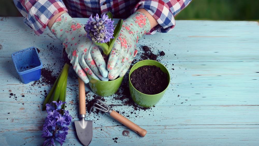 Shop Plant Cutting Kits